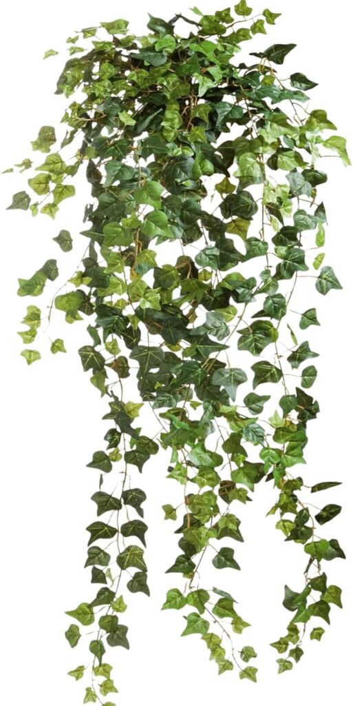 Dried Real Green Ivy Vines