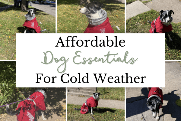 Cold Weather Dog Essentials Header